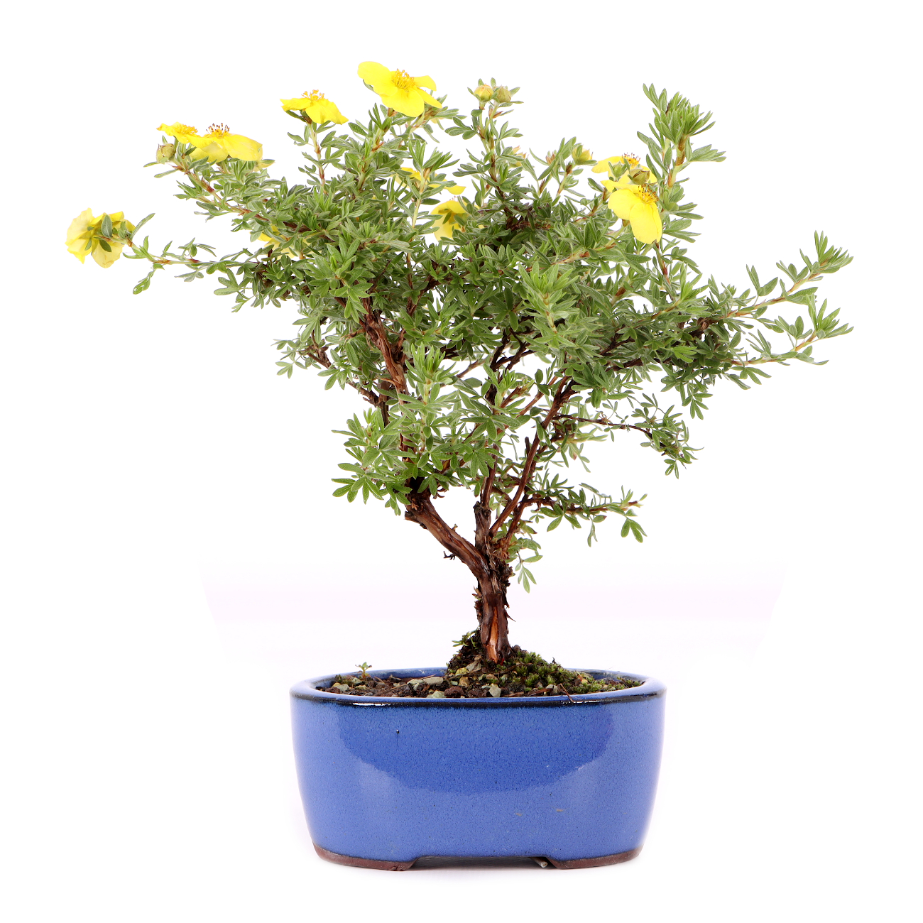 Potentilla fruticosa 'Kobold'