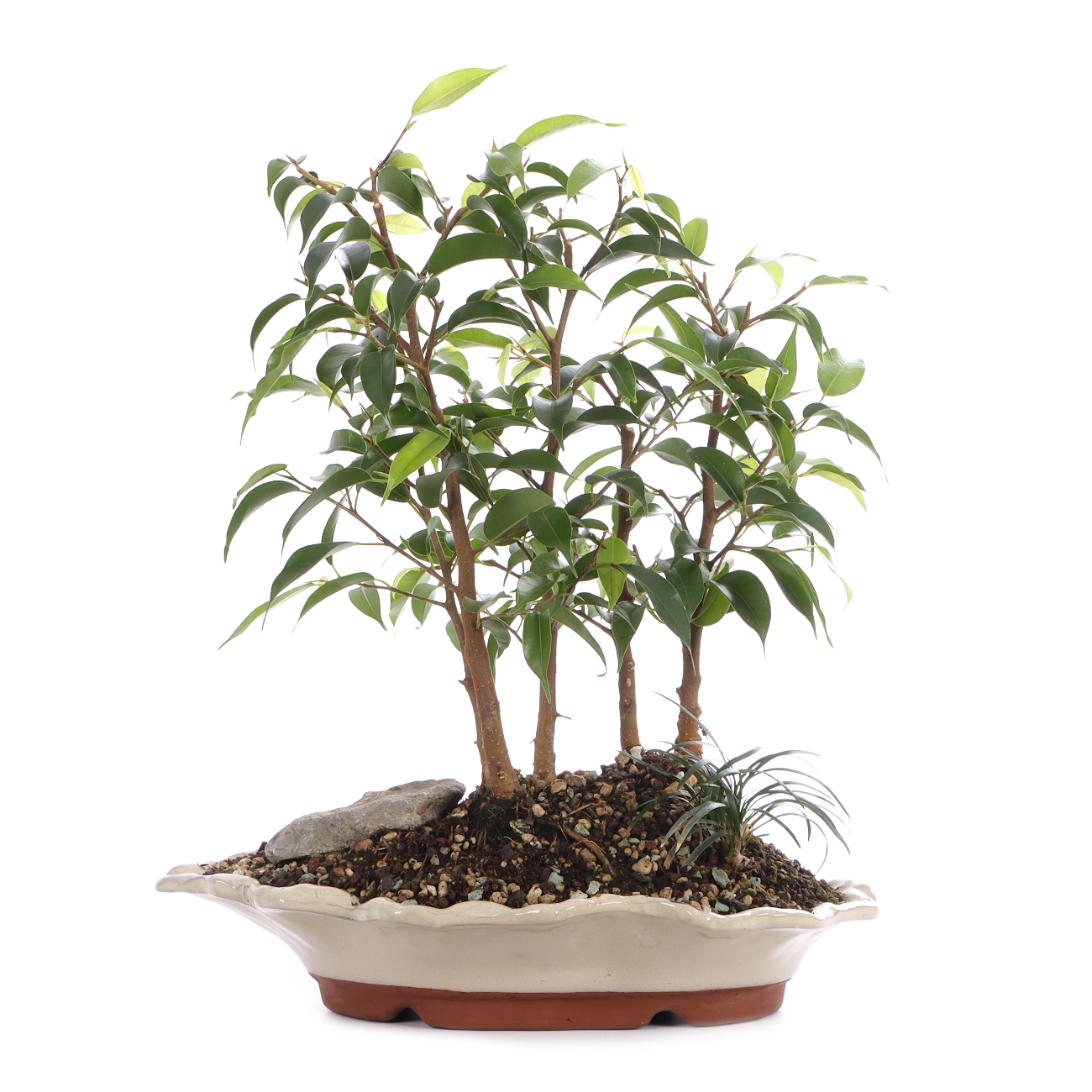 Ficus benjamina 'Natasja'