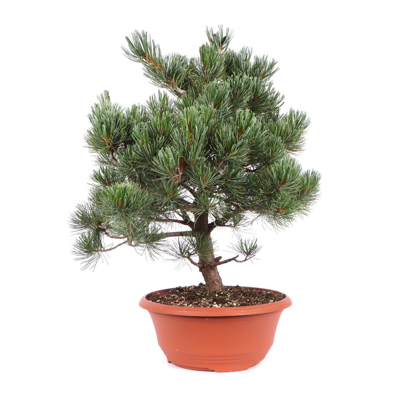 Seitenansicht rechts