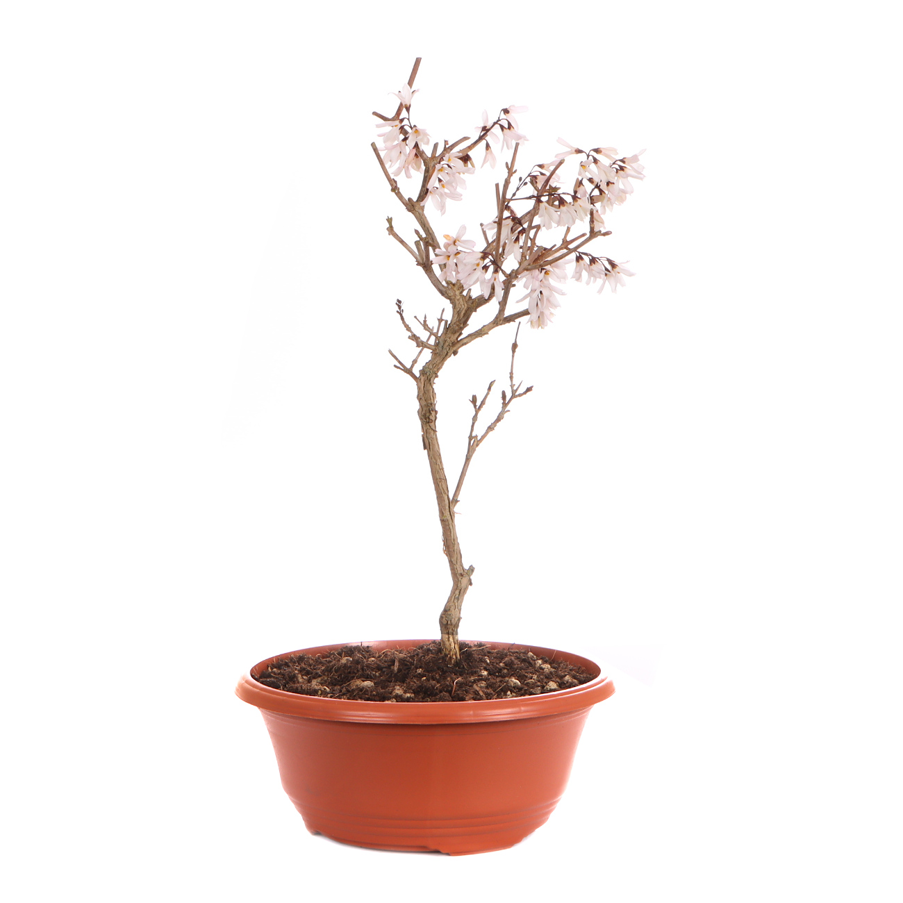 Seitenansicht rechts