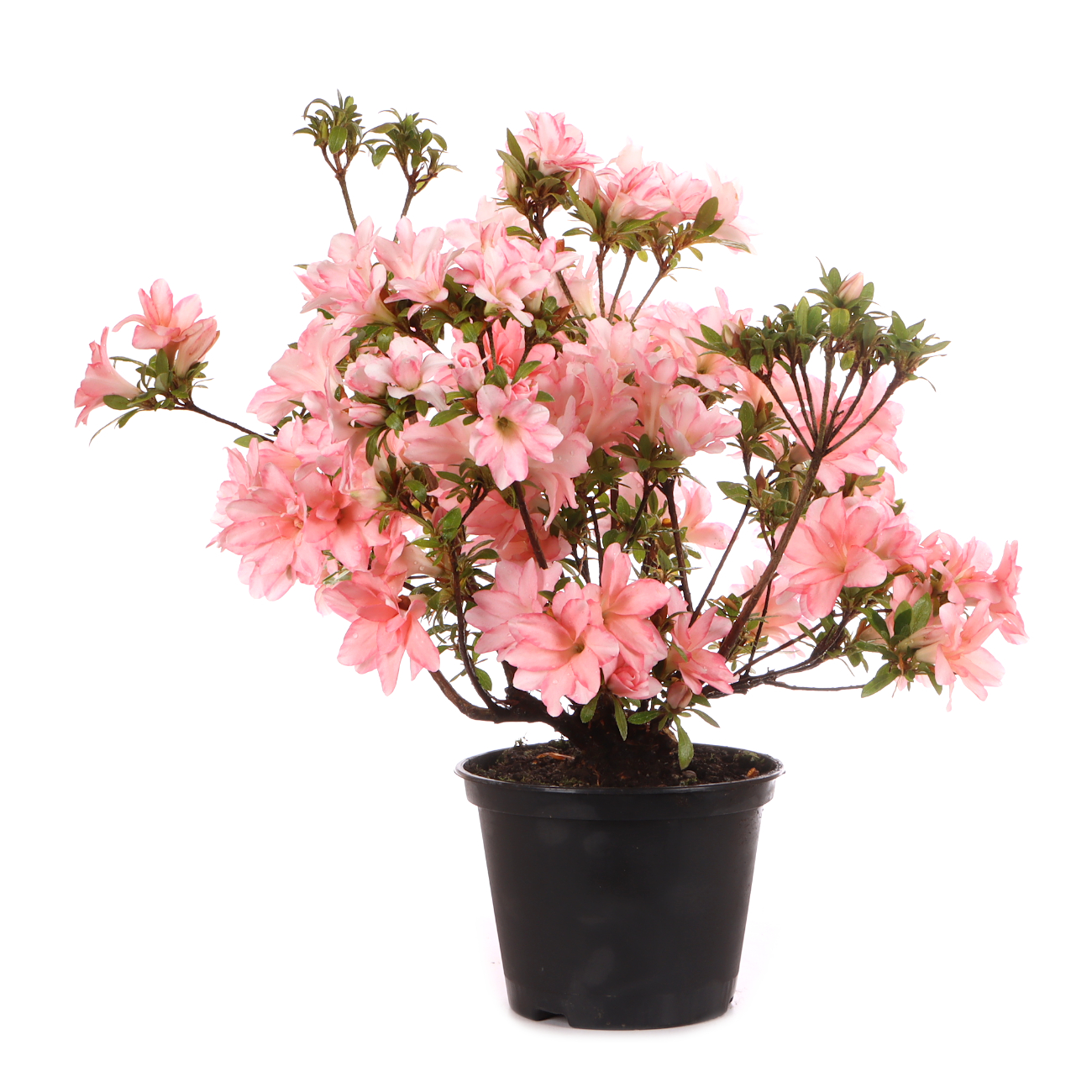 Rhododendron indicum 'Hotaru'