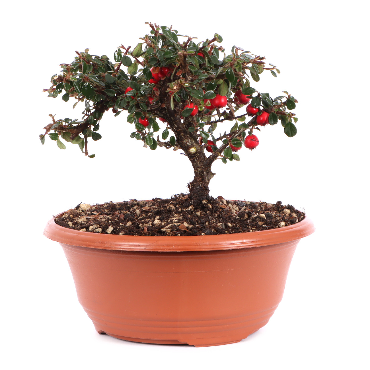 Cotoneaster microphyllus 'Cochleatus'