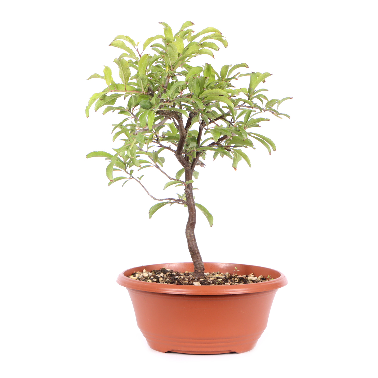 Seitenansicht rechts