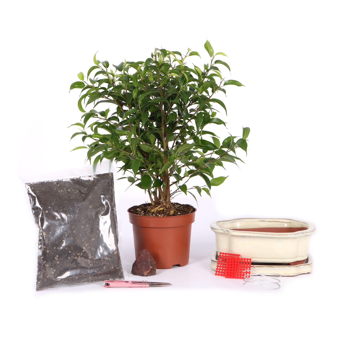 Bonsai-Set Ficus 'Natasja'