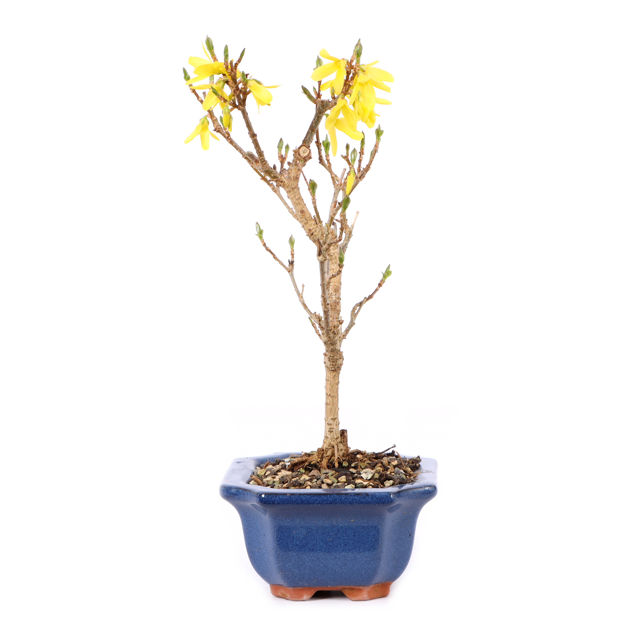 Seitenansicht rechts