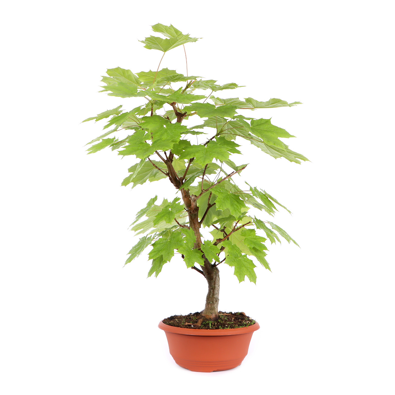 Seitenansicht rechts