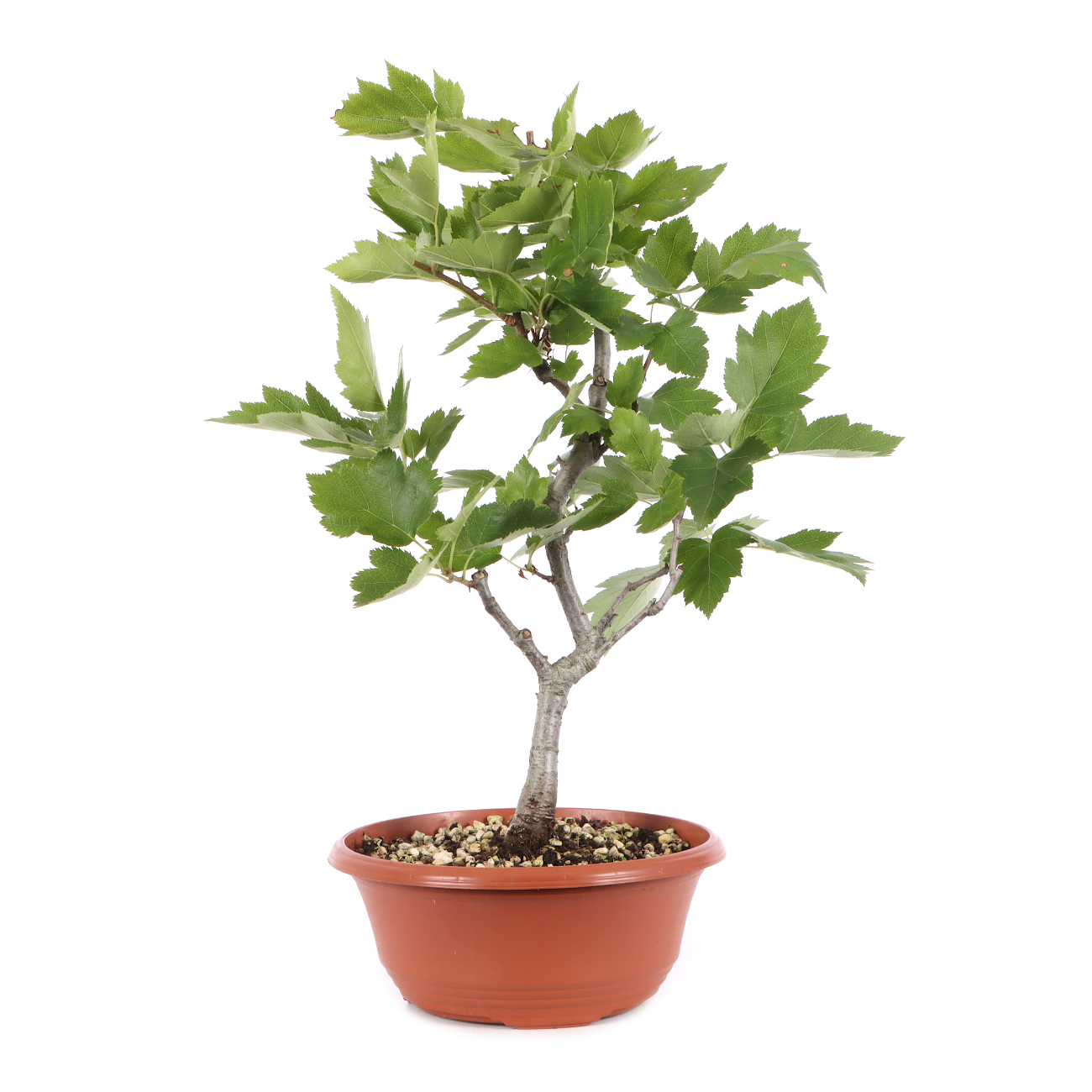 Sorbus torminalis