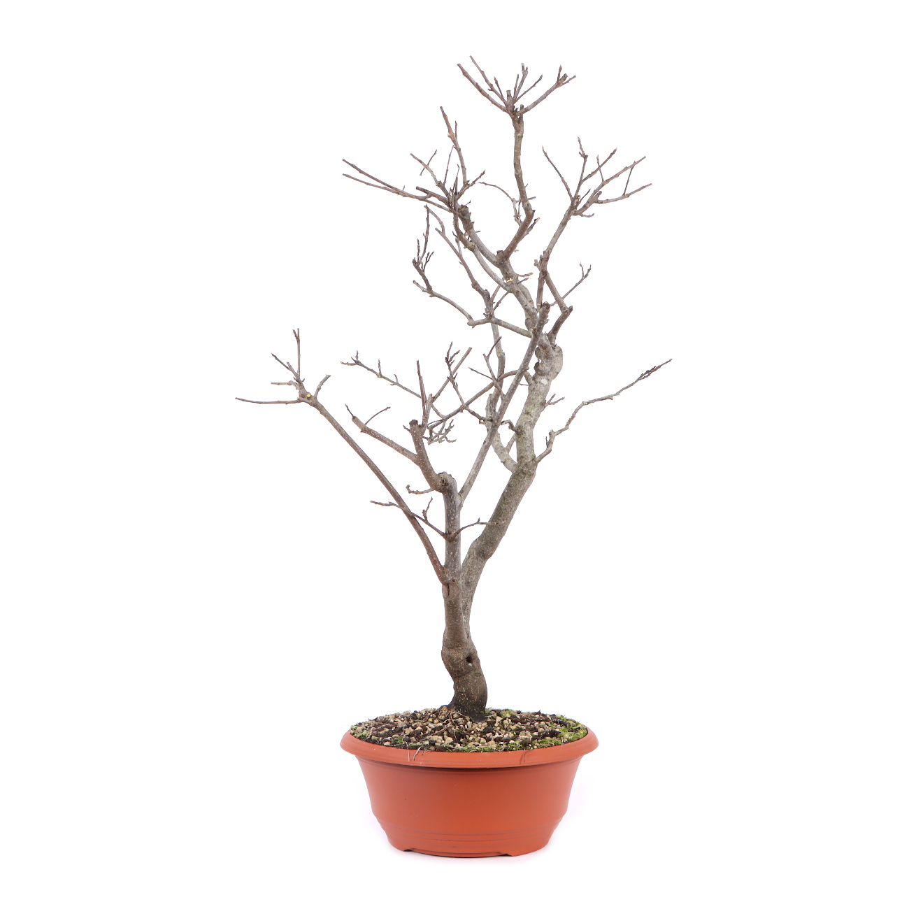 Seitenansicht rechts