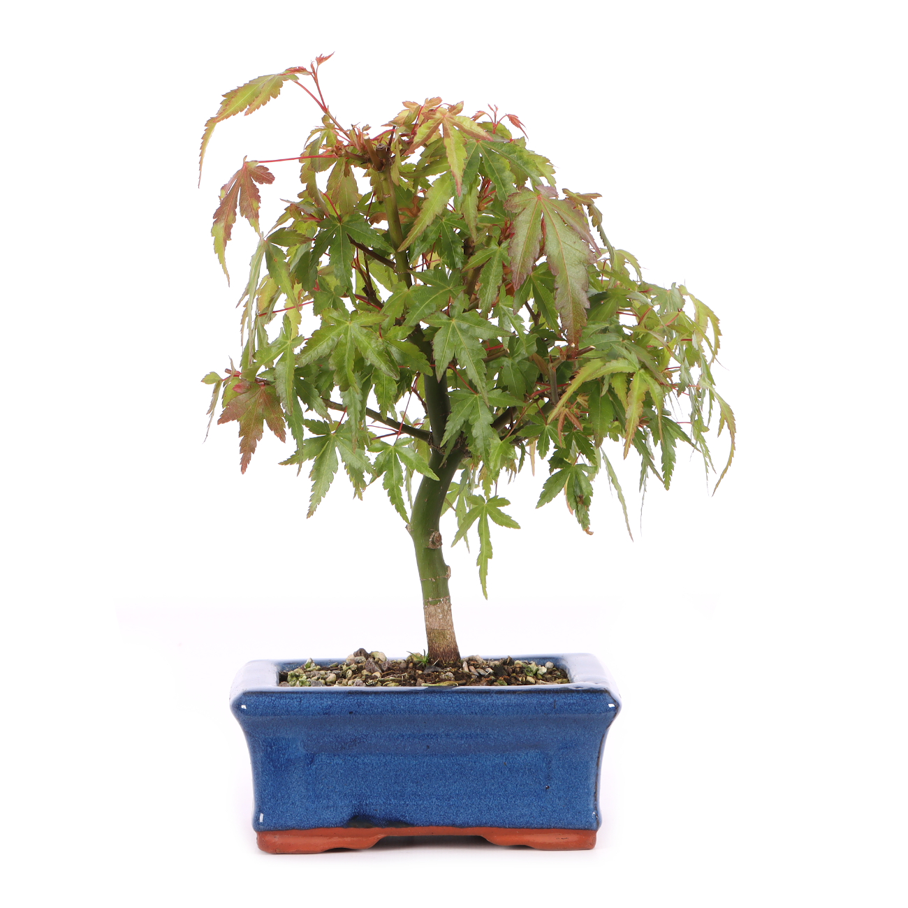 Acer palmatum