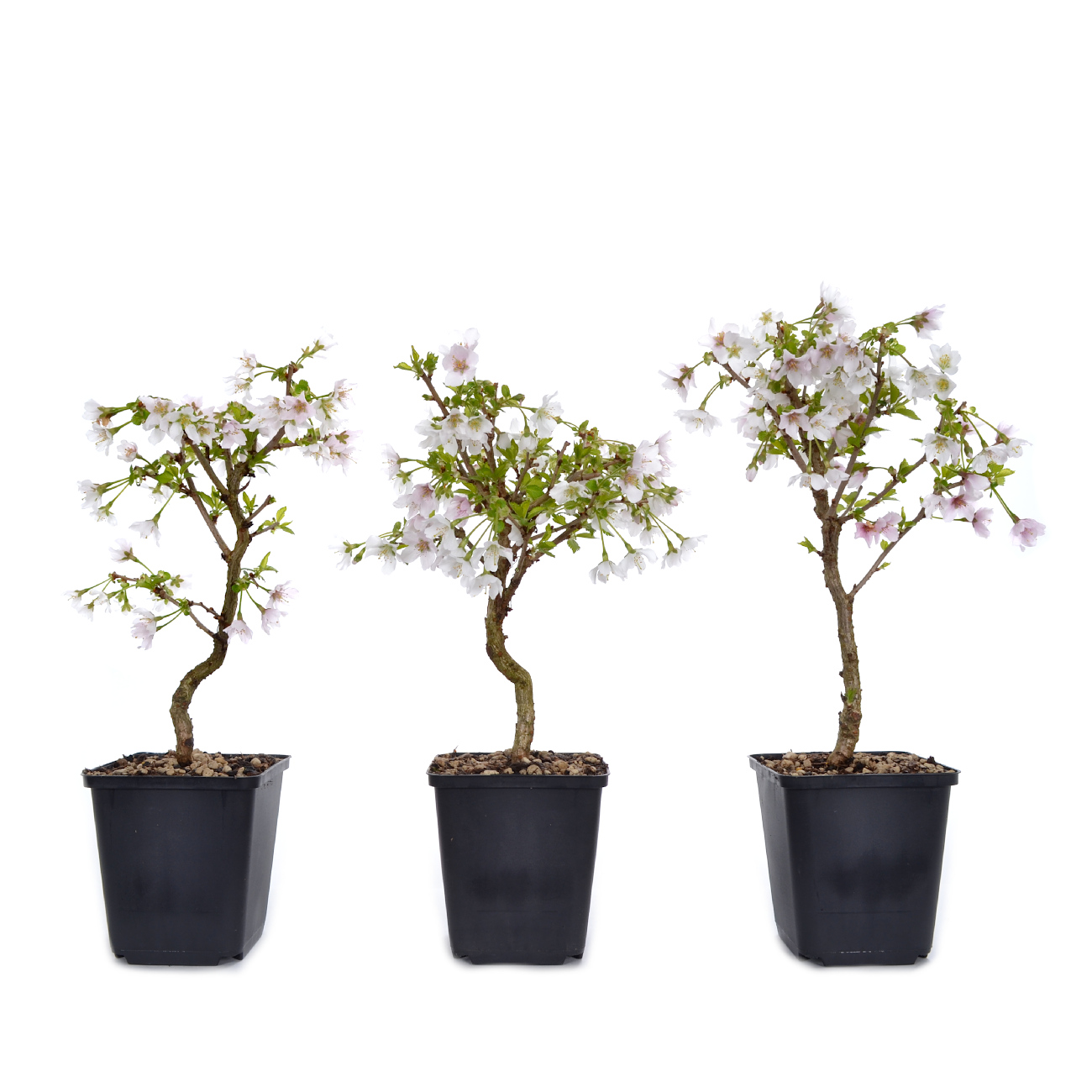 Prunus incisa 'Kojou-no-mai'
