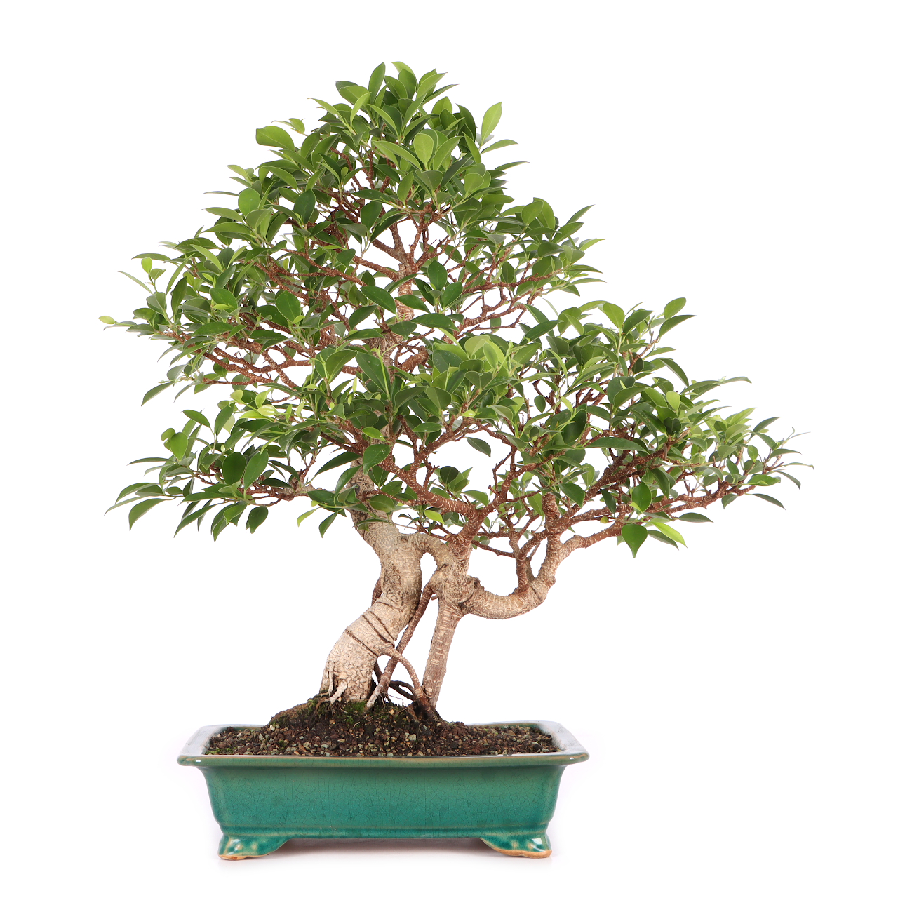Ficus microcarpa 'Tiger Bark'