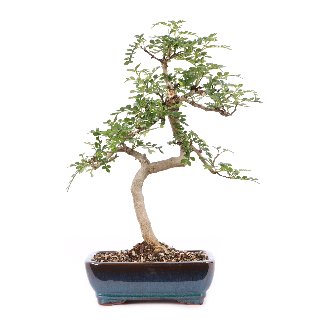 Zanthoxylum spec.