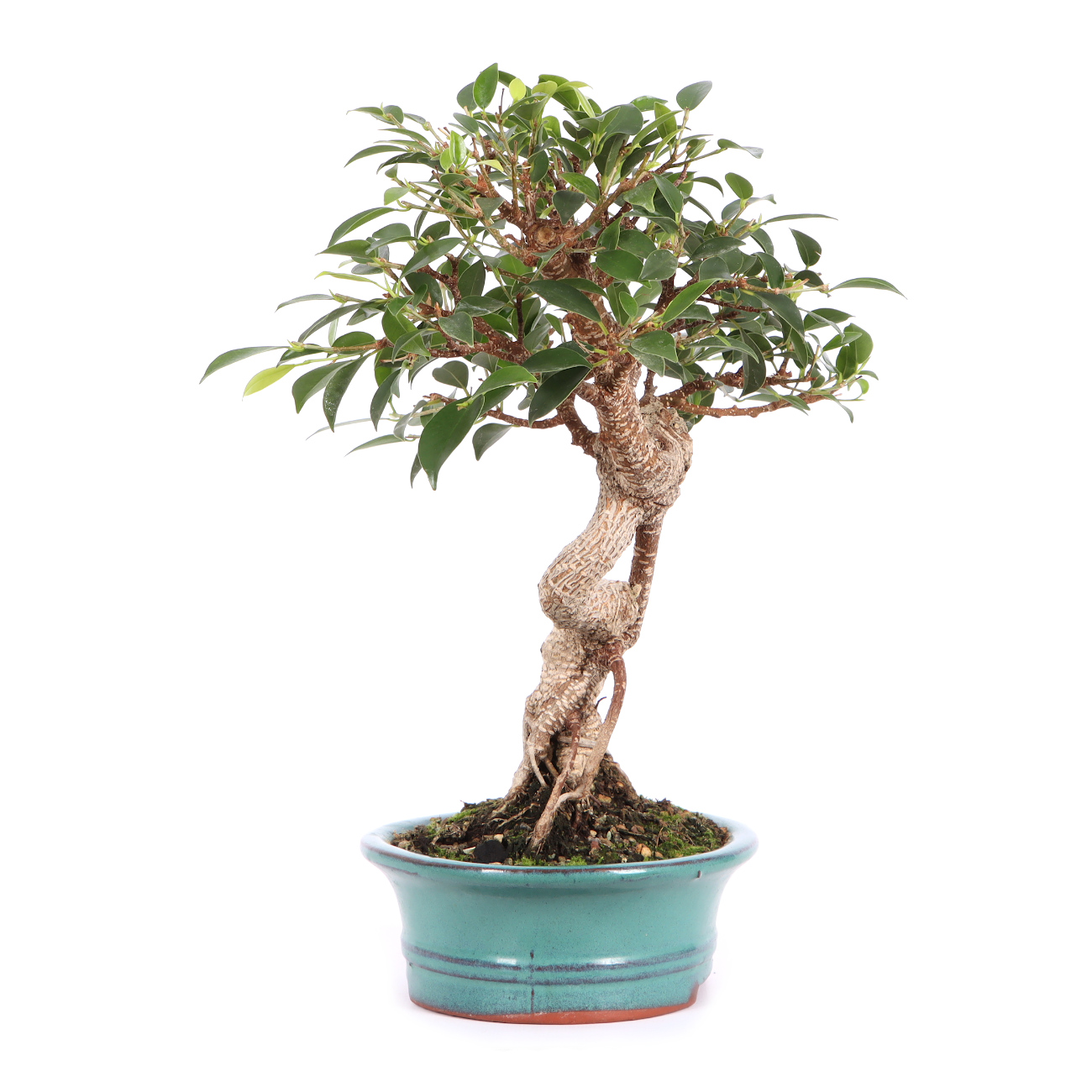 Seitenansicht rechts