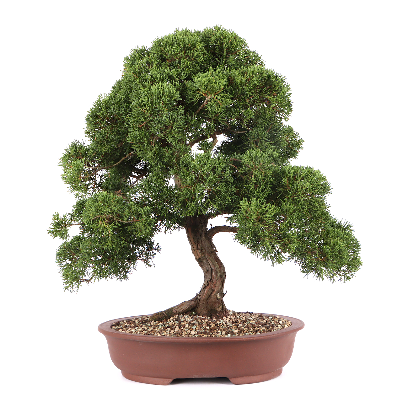 Juniperus chinensis