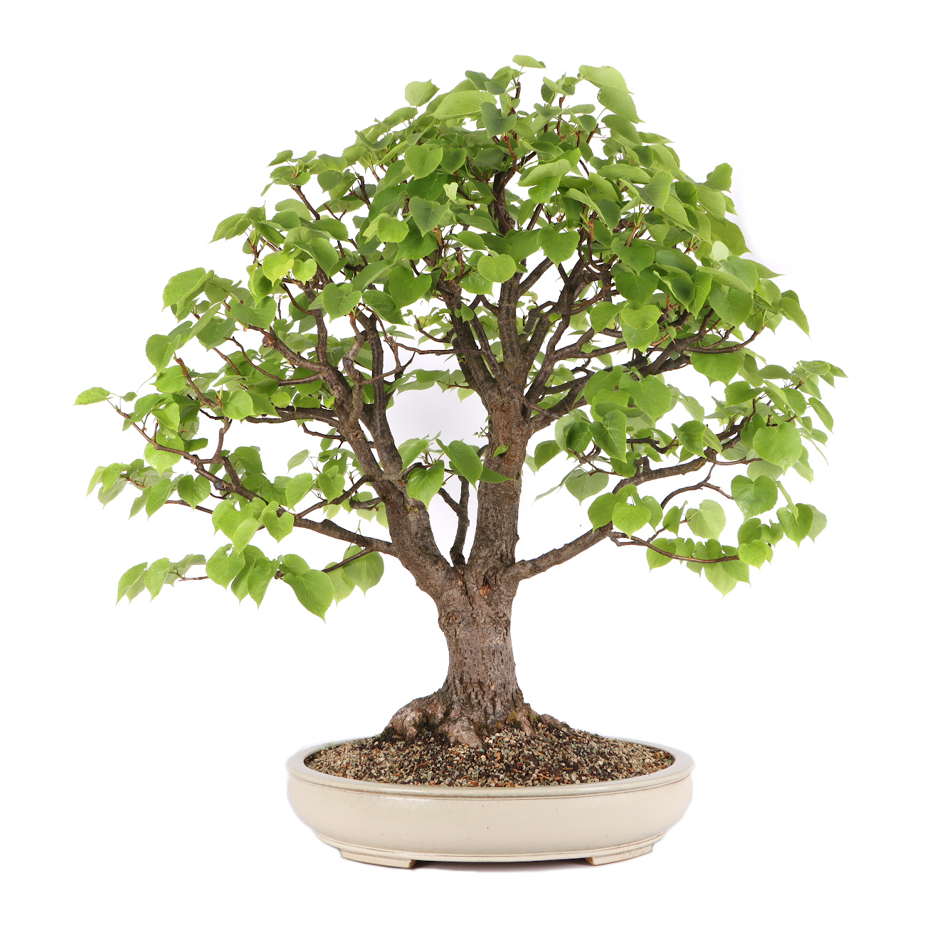 Tilia cordata