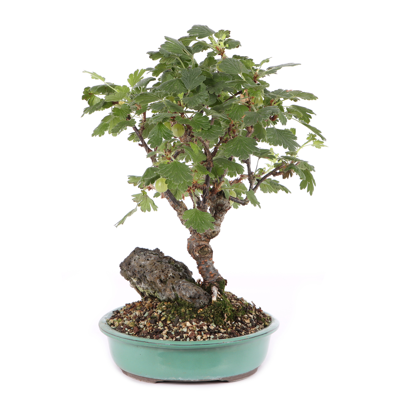Ribes uva crispa