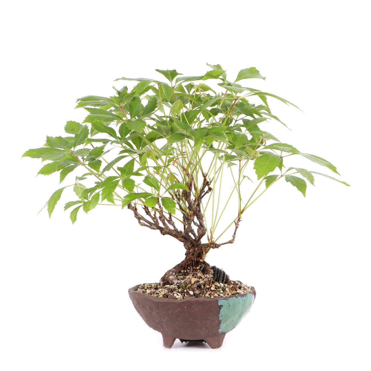 Parthenocissus quinquefolia