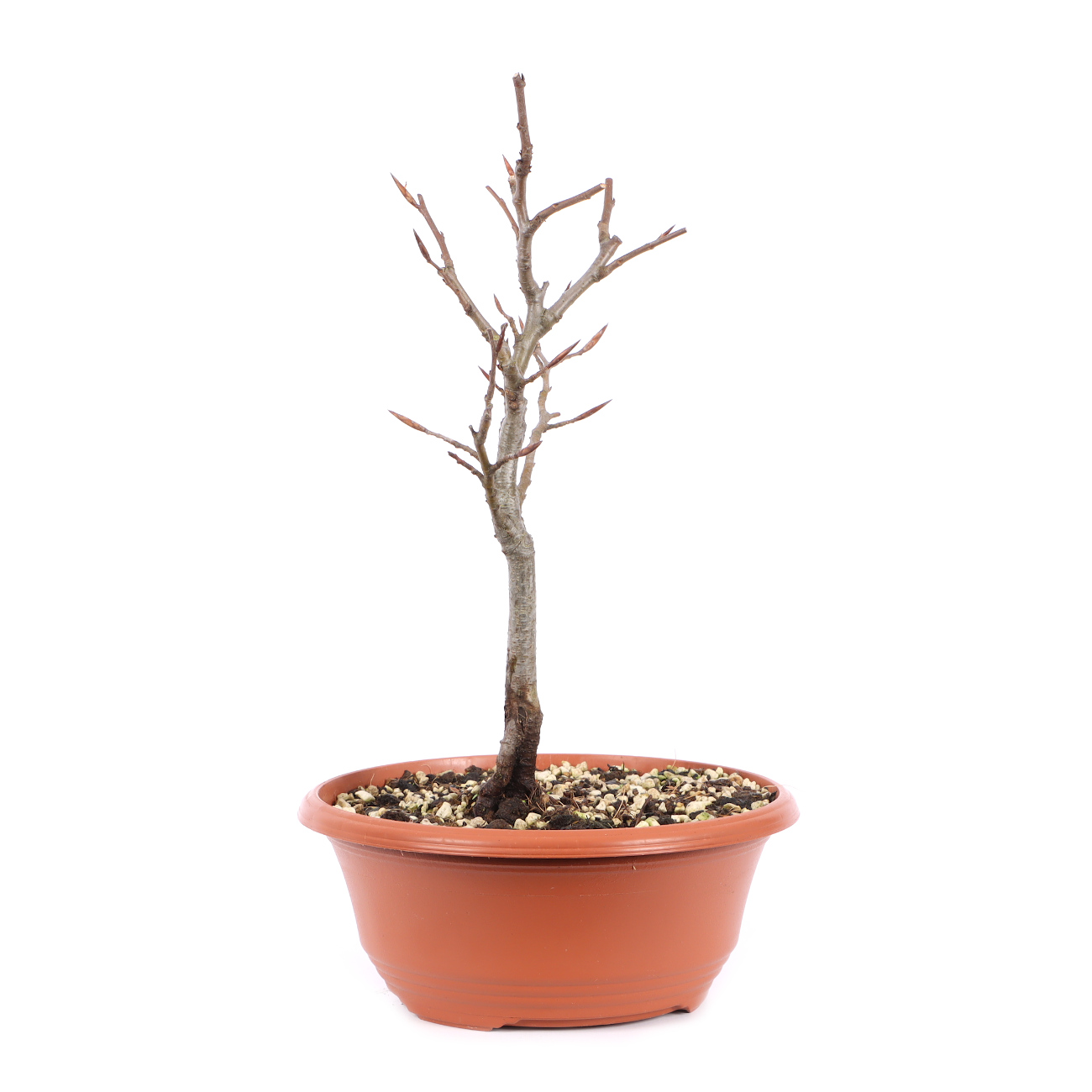 Seitenansicht rechts