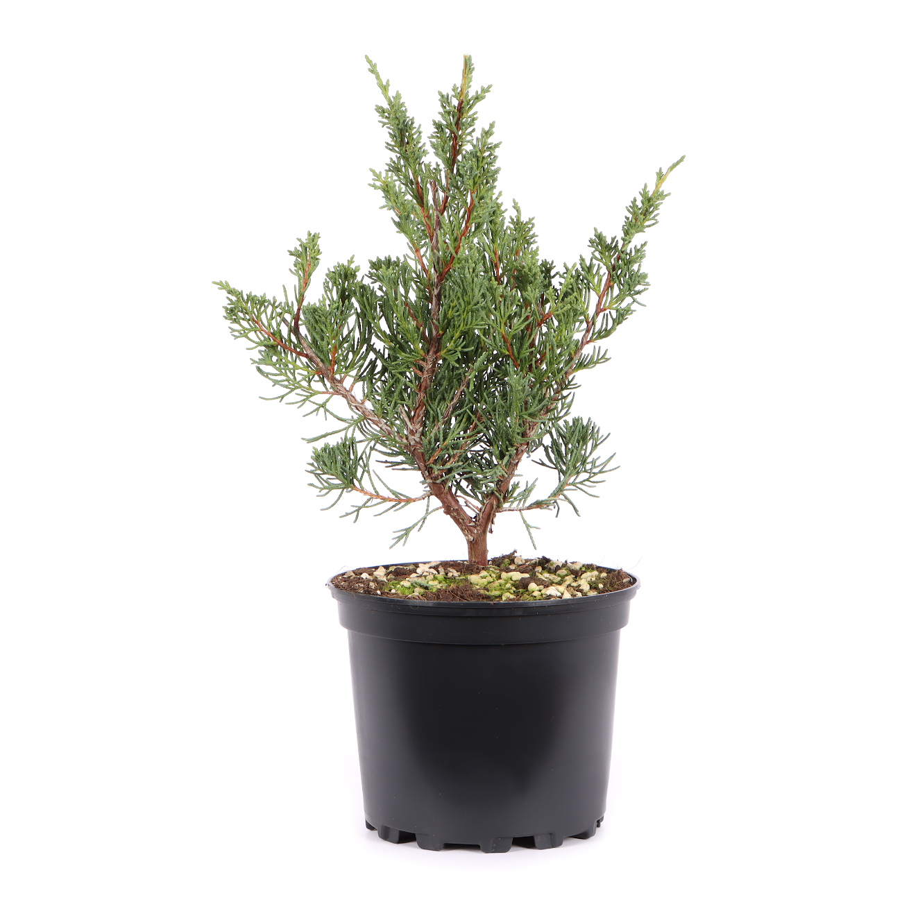 Juniperus chinensis