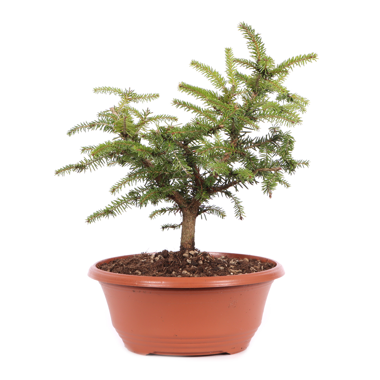 Picea abies 'Nidiformis'