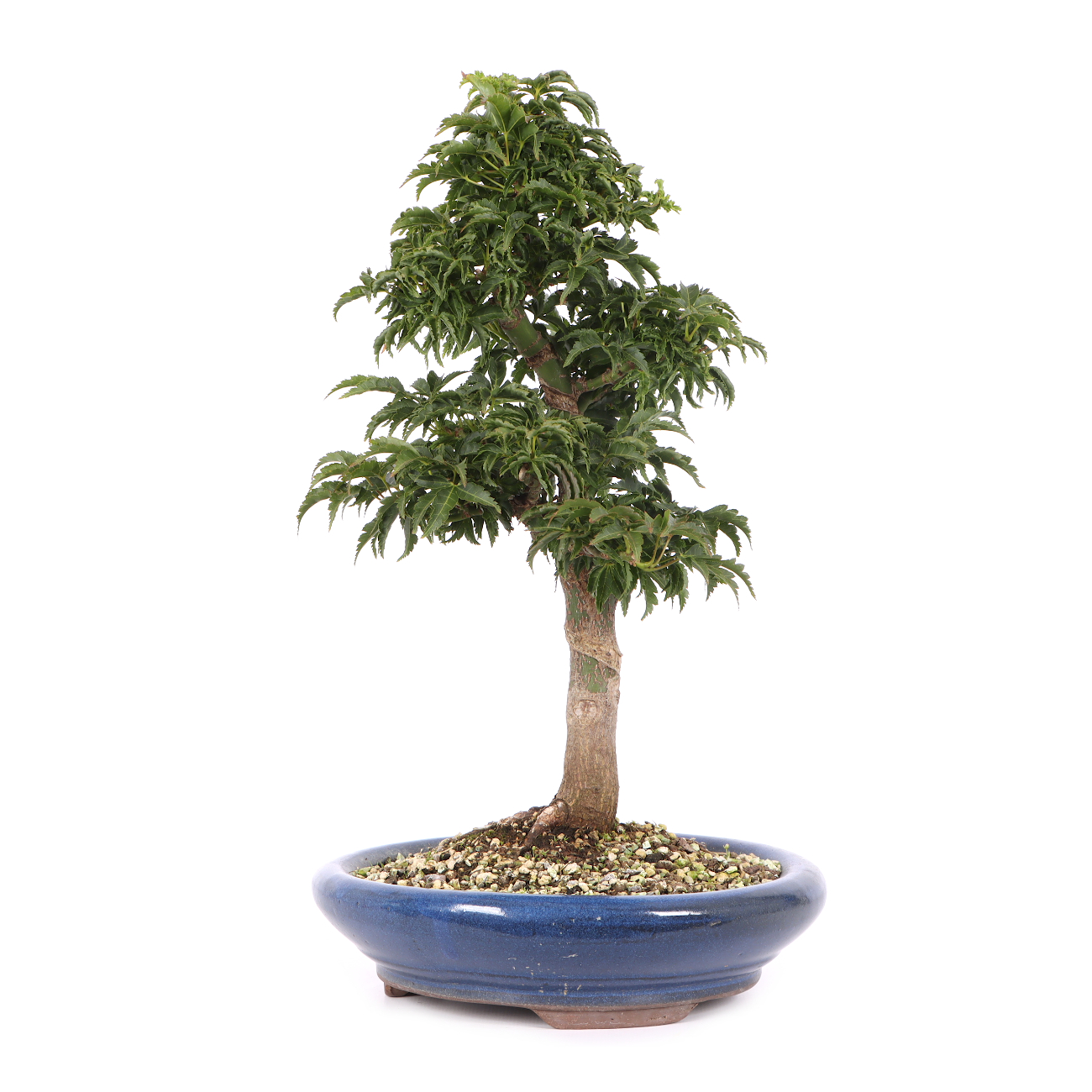 Acer palmatum 'Shishigashira'
