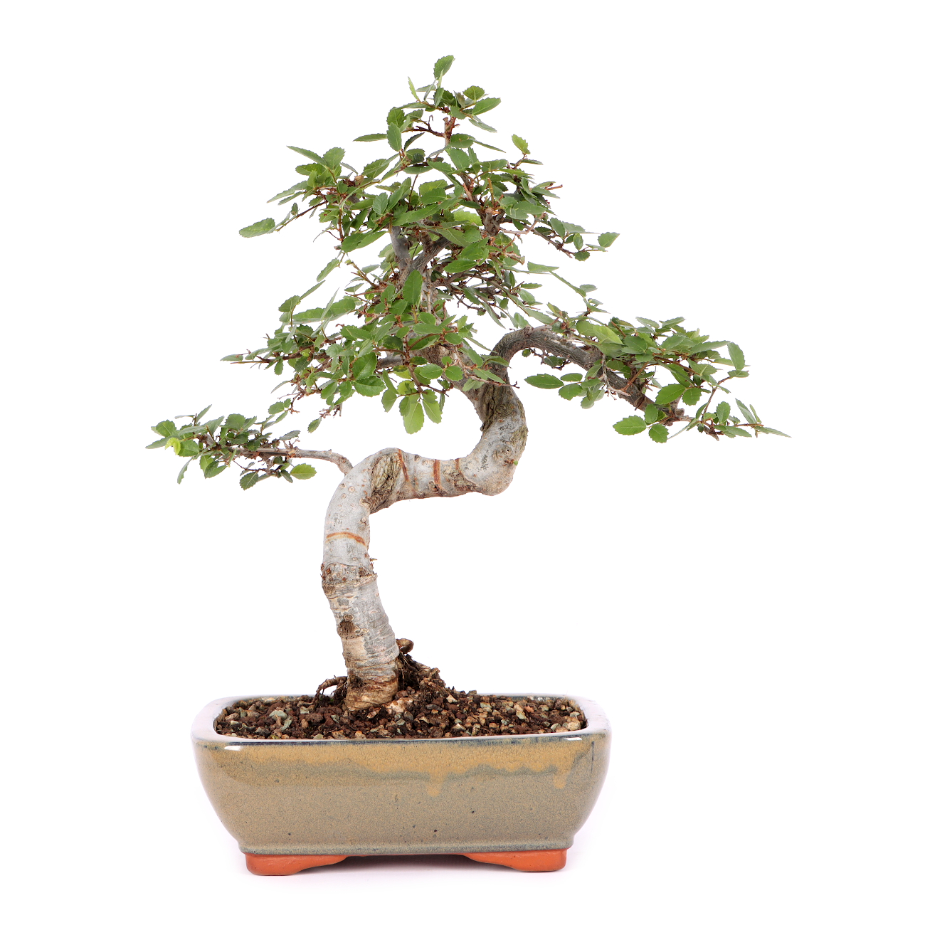 Ulmus parvifolia
