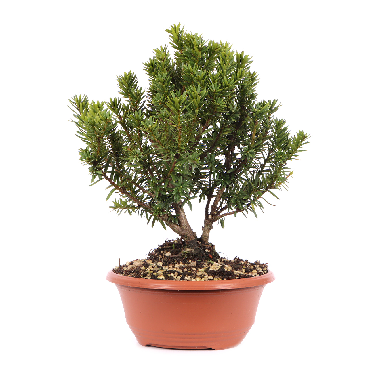 Taxus cuspidata 'Lescow'