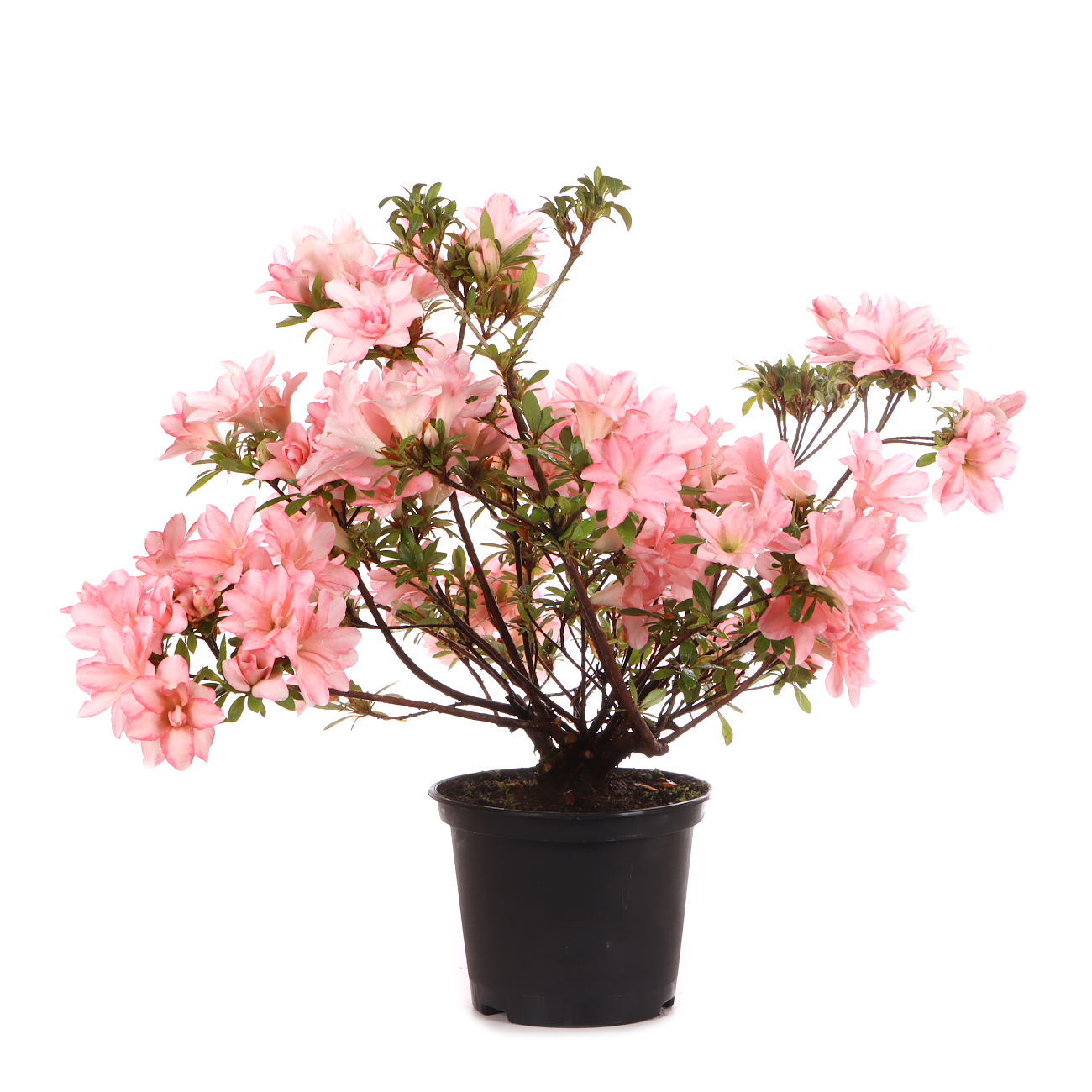 Rhododendron indicum 'Hotaru'