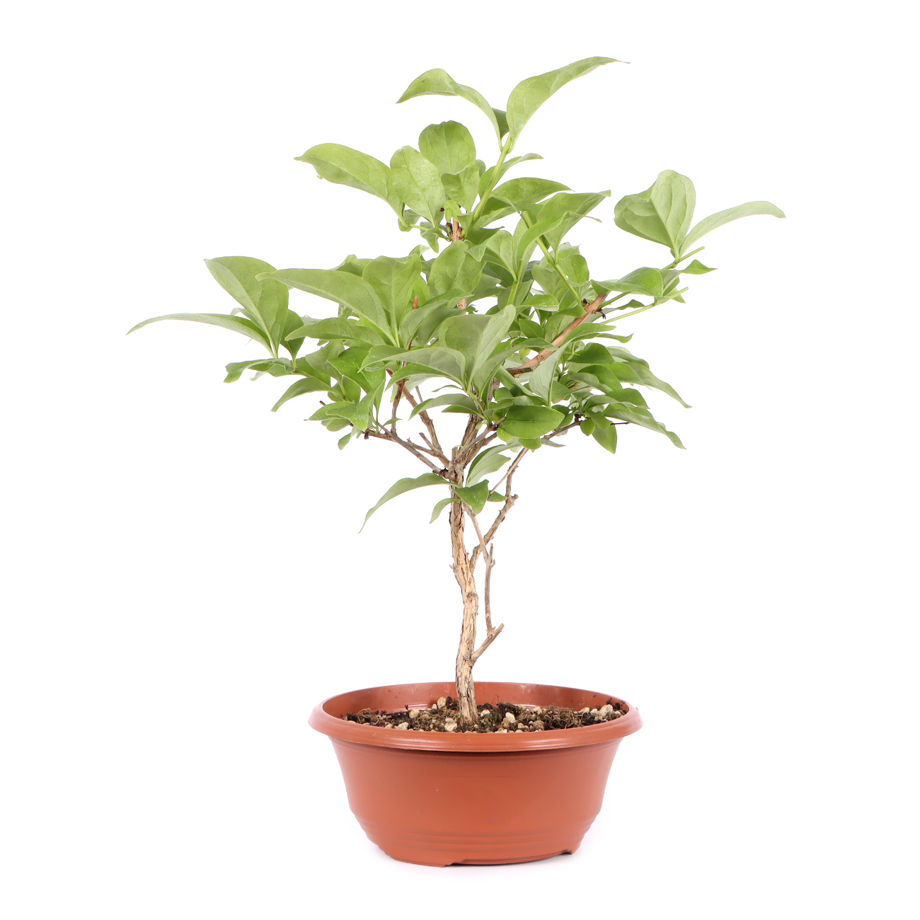 Seitenansicht rechts