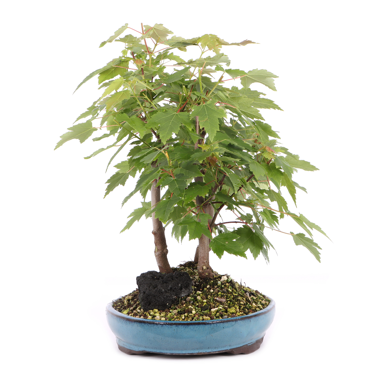 Acer rubrum 'October Glory'