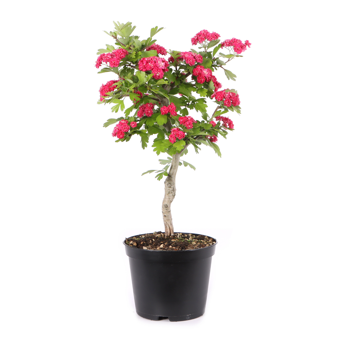 Crataegus laevigata 'Paul's Scarlet'