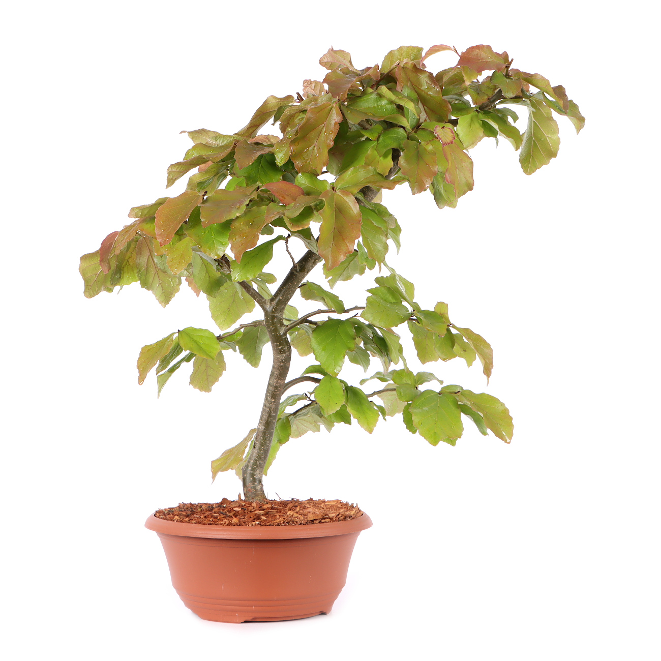 Parrotia persica 'Vanessa'