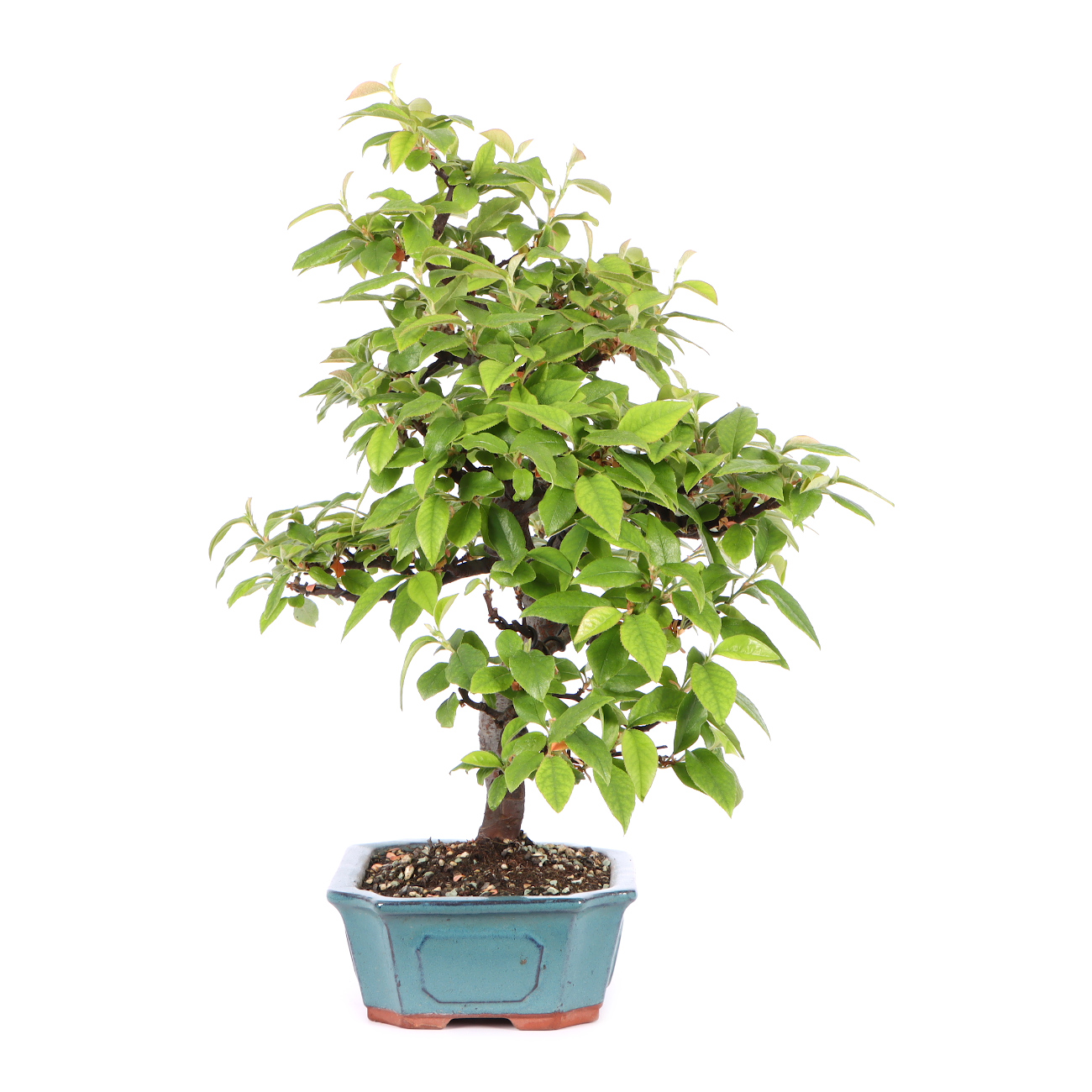 Seitenansicht rechts