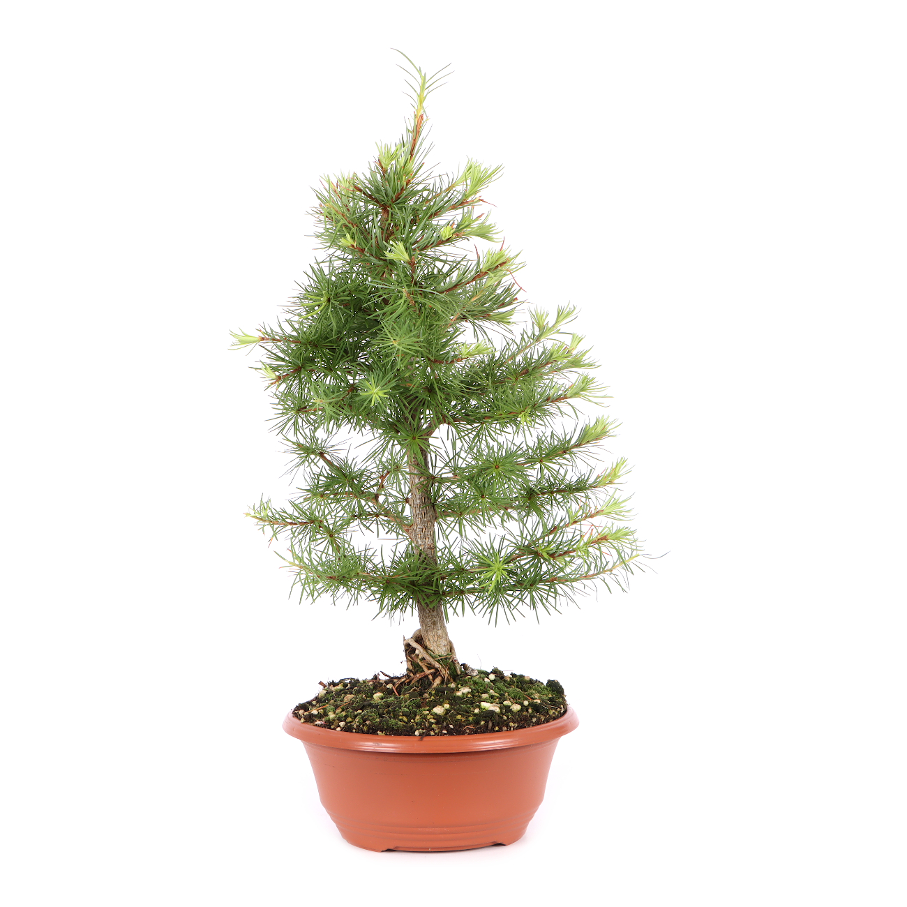 Larix kaempferi