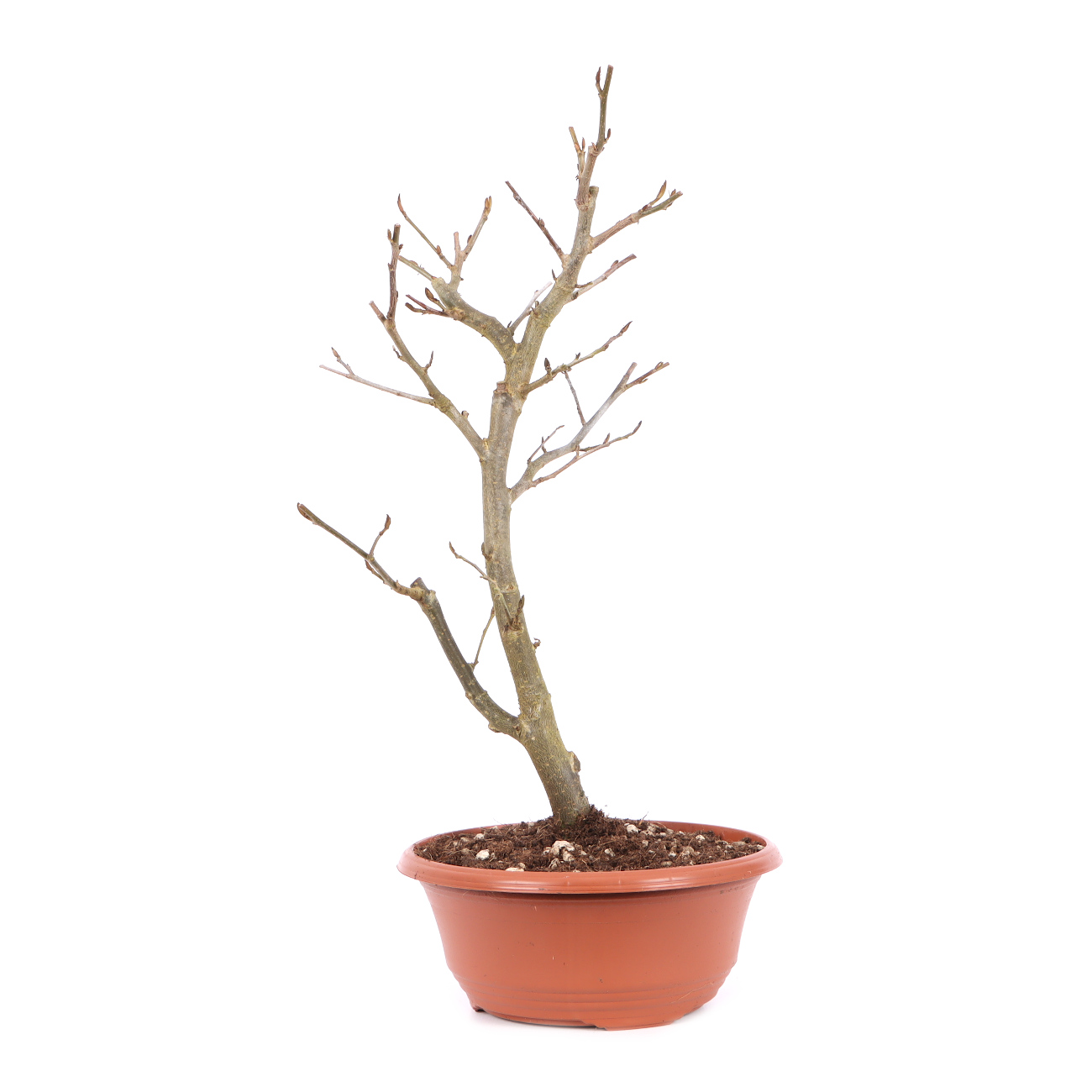 Parrotia persica 'Bella'