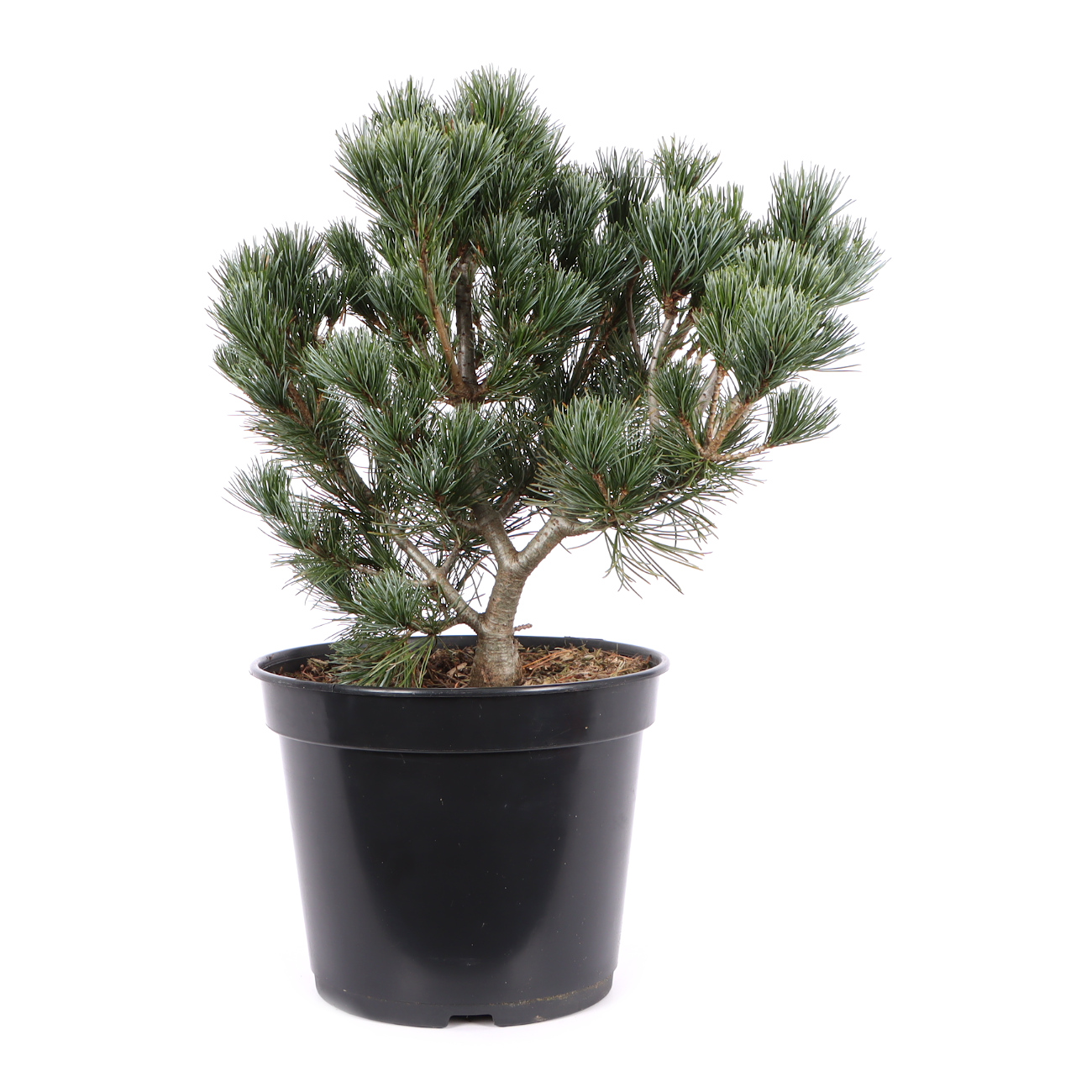 Pinus parviflora 'Negishi'