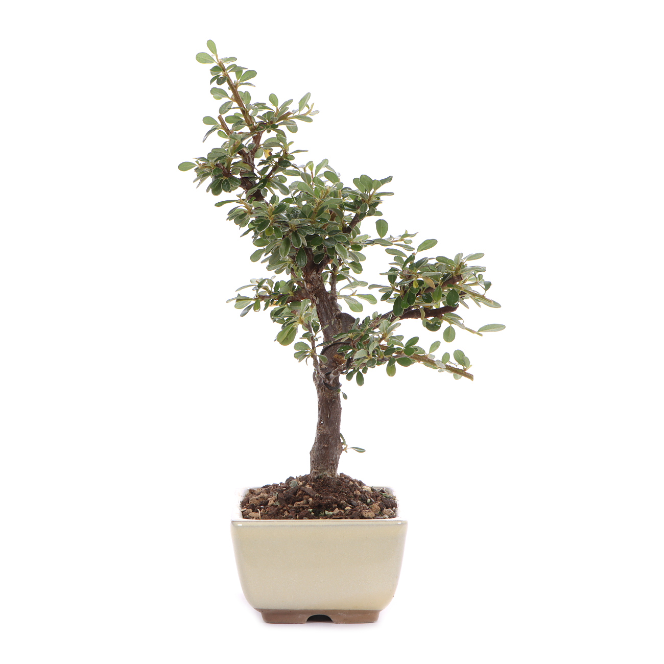 Seitenansicht rechts