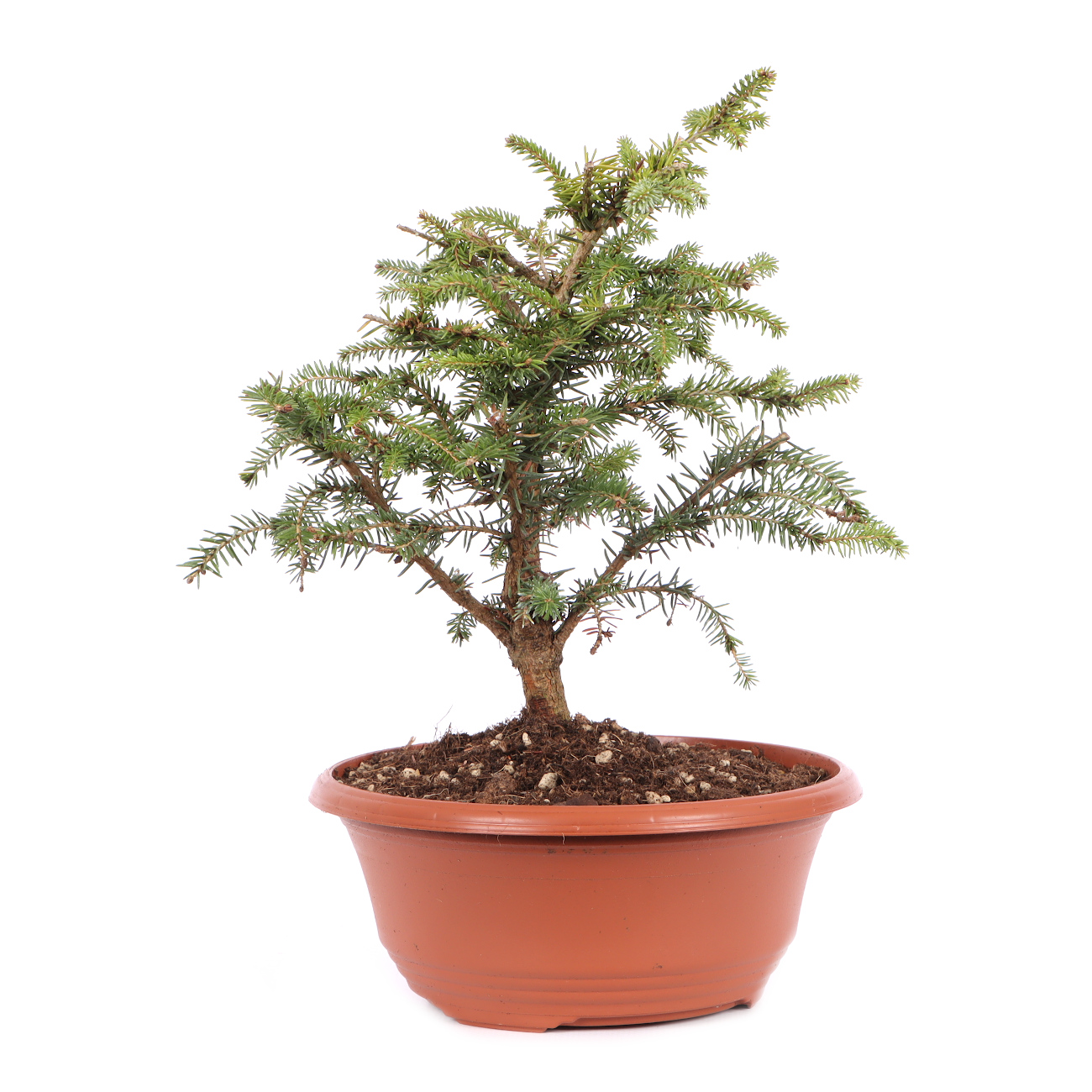 Picea abies 'Nidiformis'