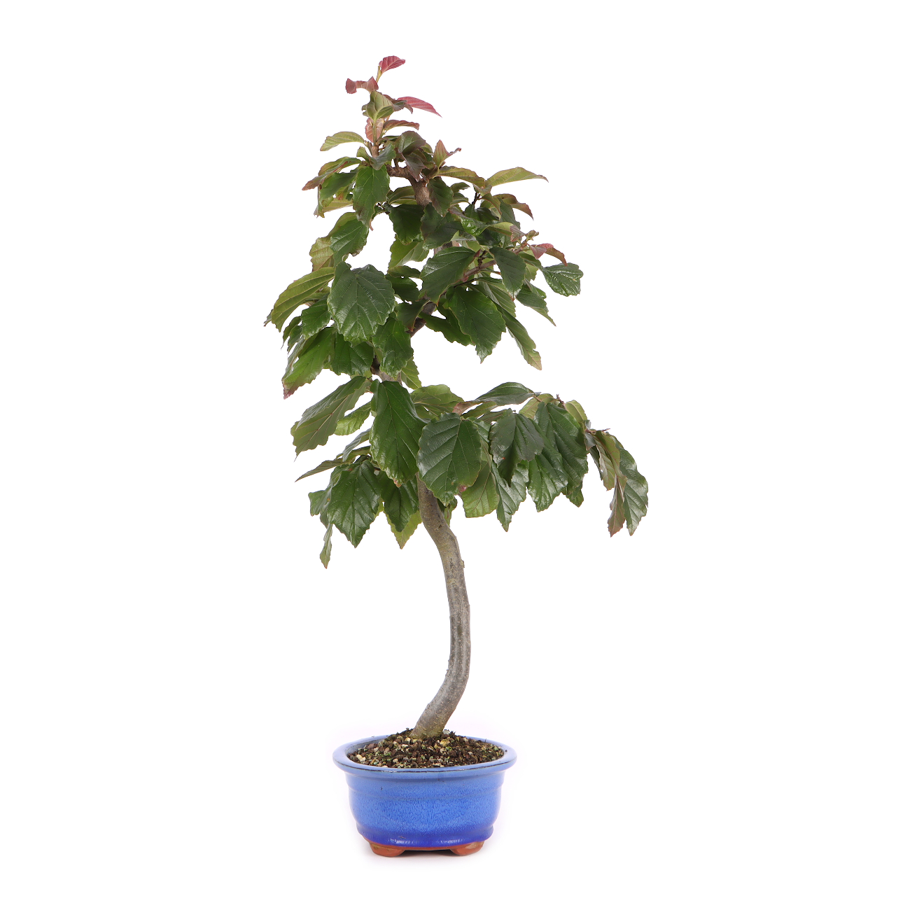 Parrotia persica 'Bella'