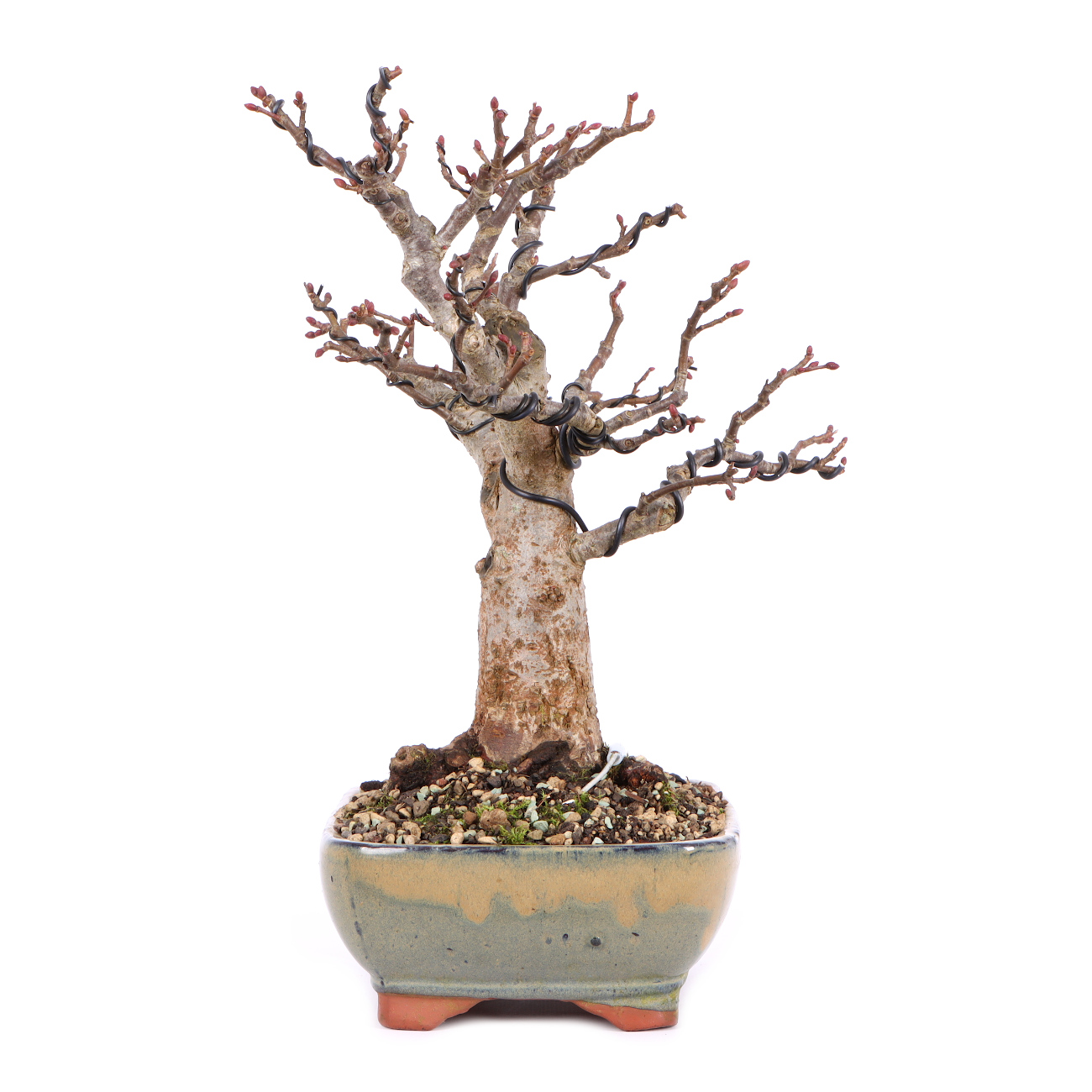 Seitenansicht rechts