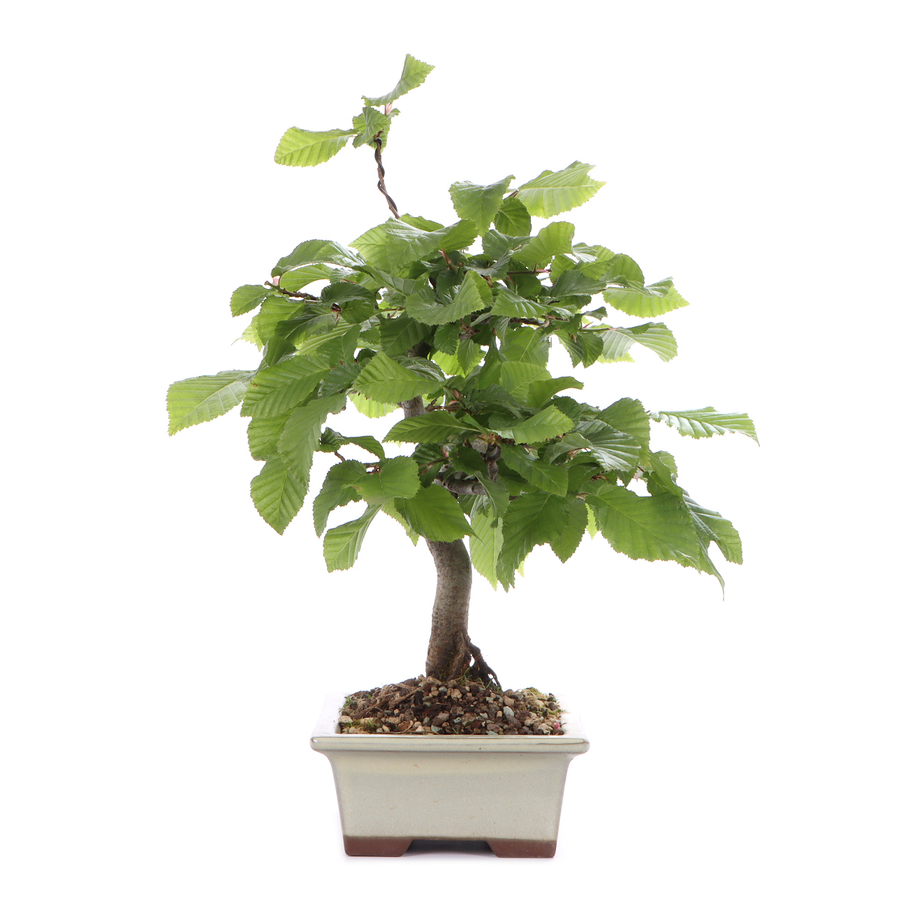 Seitenansicht rechts