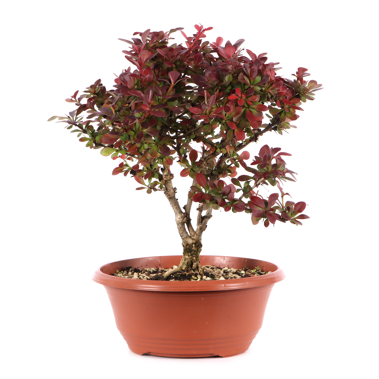 Berberis thunbergii 'Atropurpurea Nana'