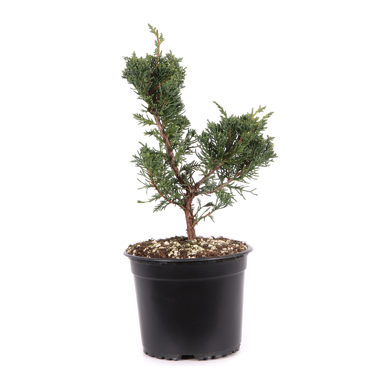 Juniperus chinensis ‘Blaauw‘