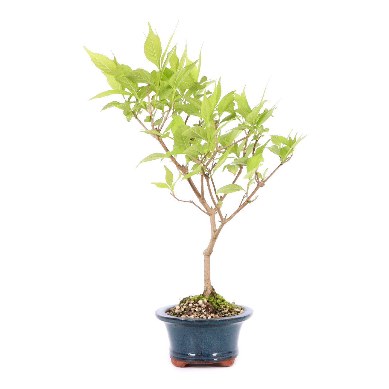 Seitenansicht rechts