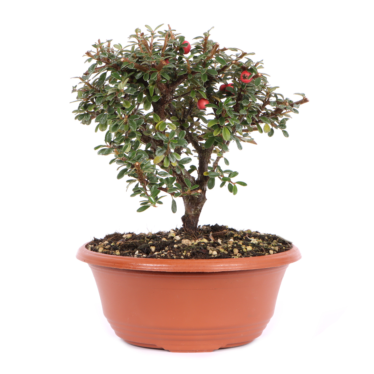 Seitenansicht rechts