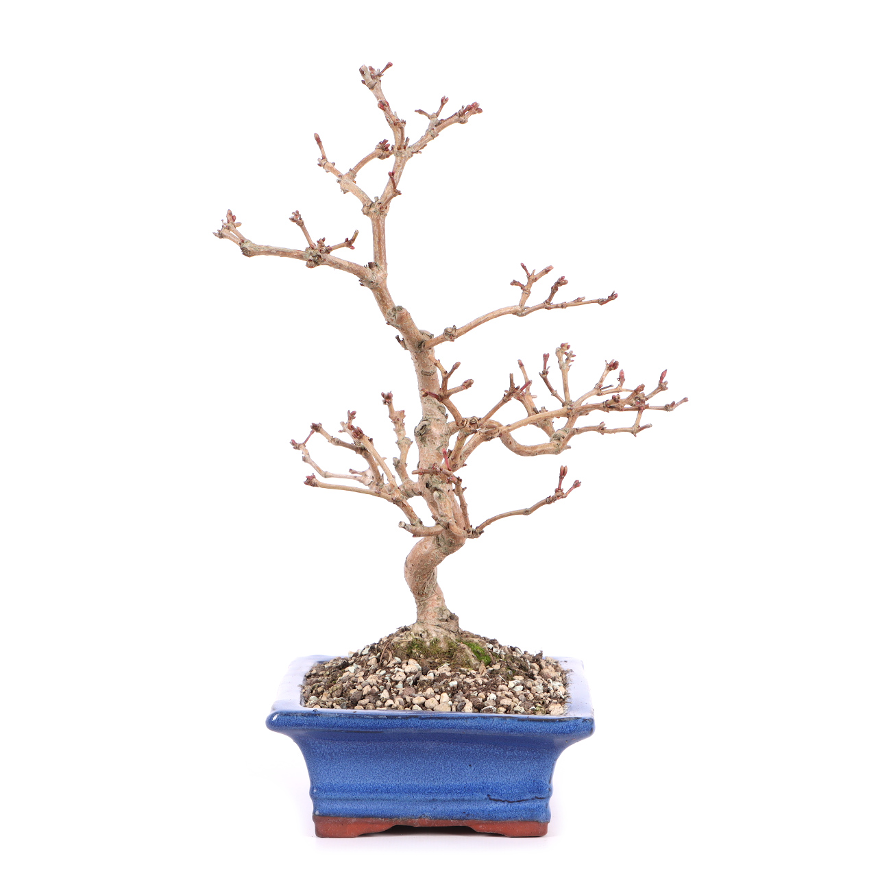 Seitenansicht rechts