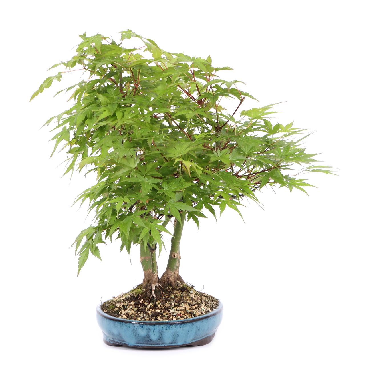 Seitenansicht rechts