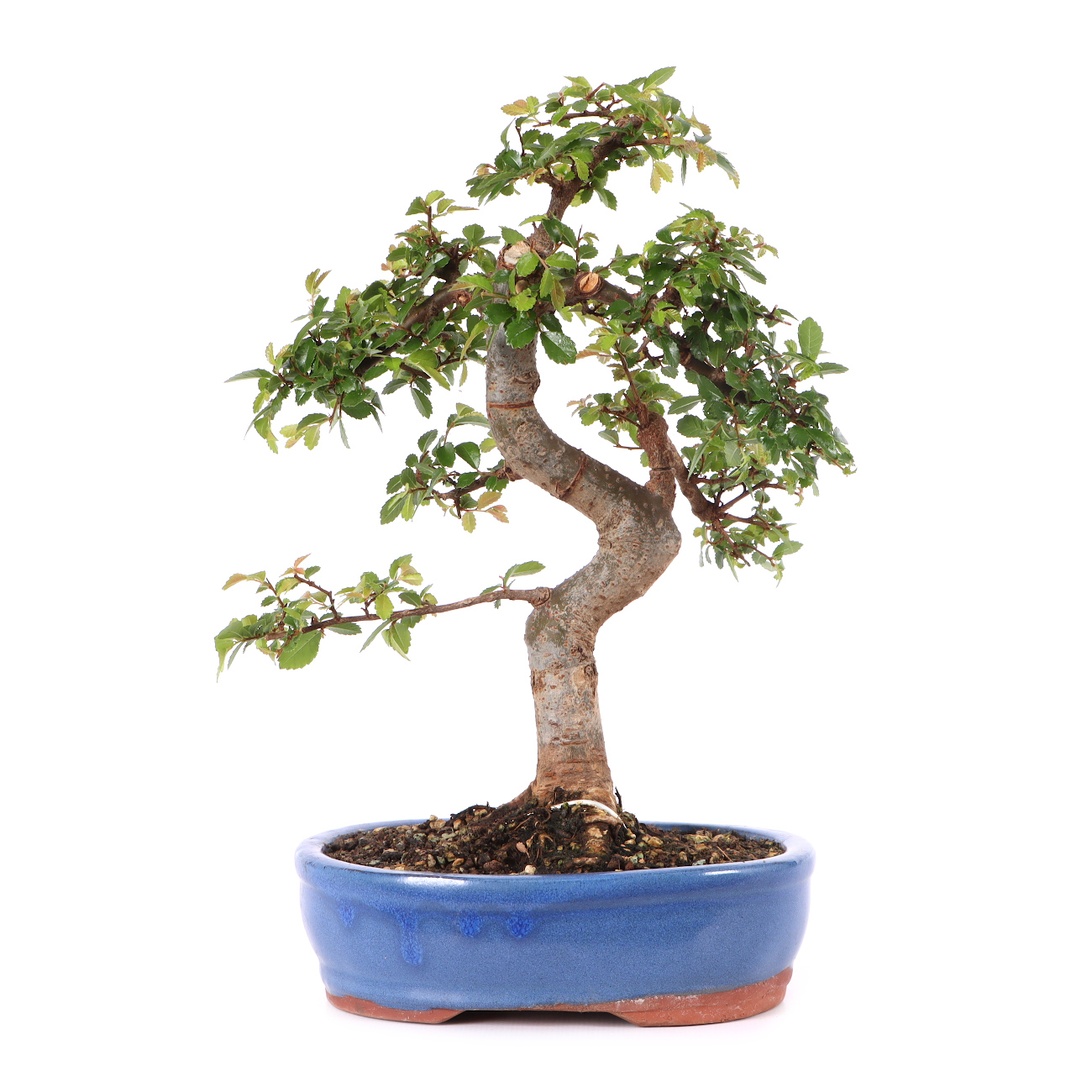 Ulmus parvifolia