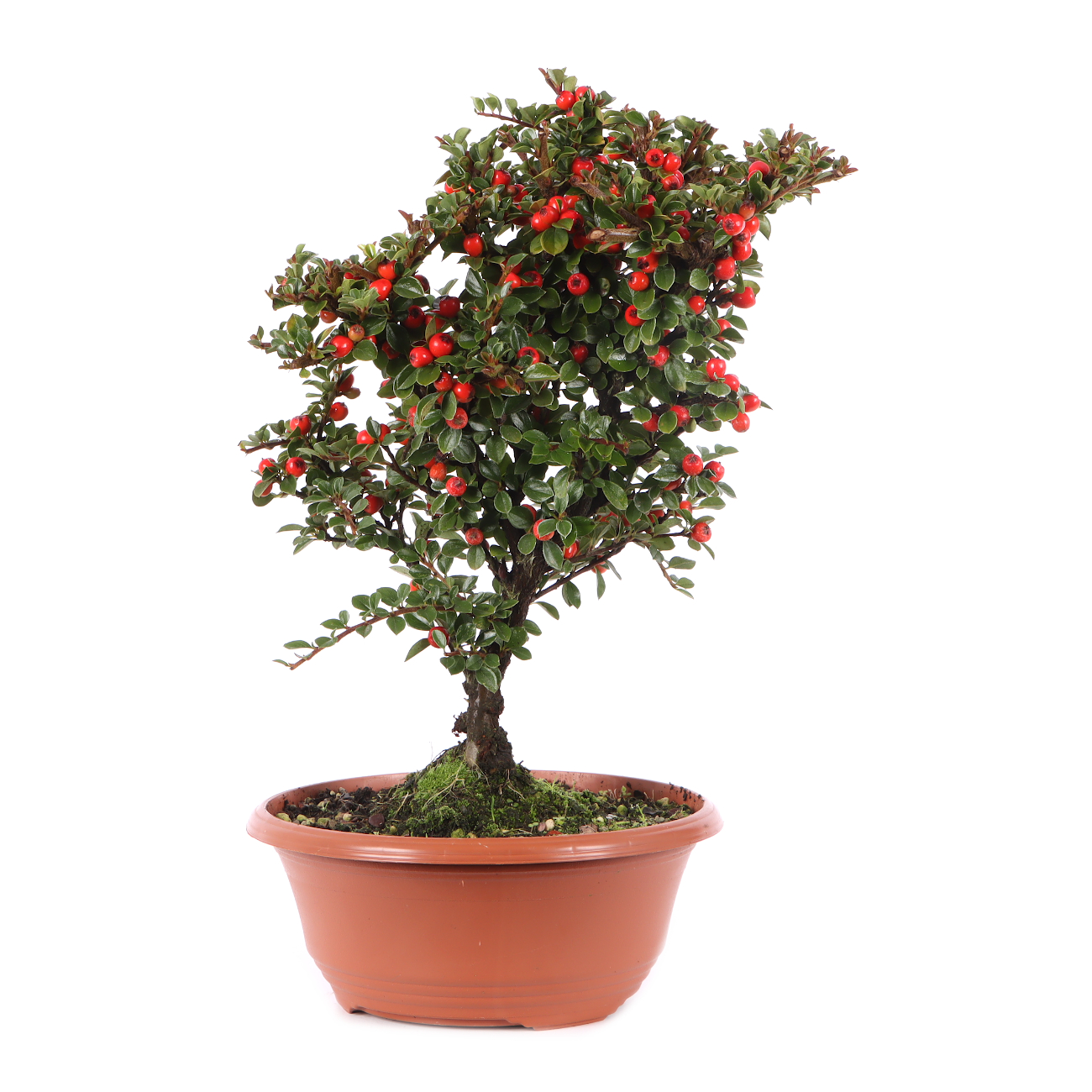 Cotoneaster praecox