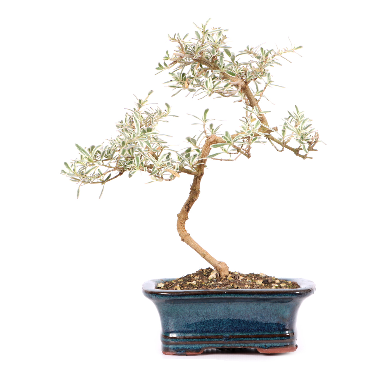 Coprosma x kirkii 'Variegata'